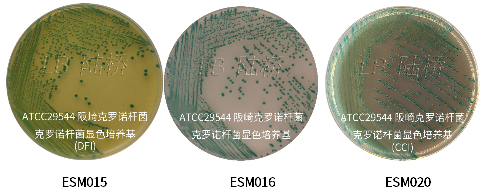 GB 4789.40-2024克羅諾桿菌檢驗(yàn)標(biāo)準(zhǔn)變更解讀 GB 4789.40-2024克羅諾桿菌檢驗(yàn)標(biāo)準(zhǔn)變更解讀