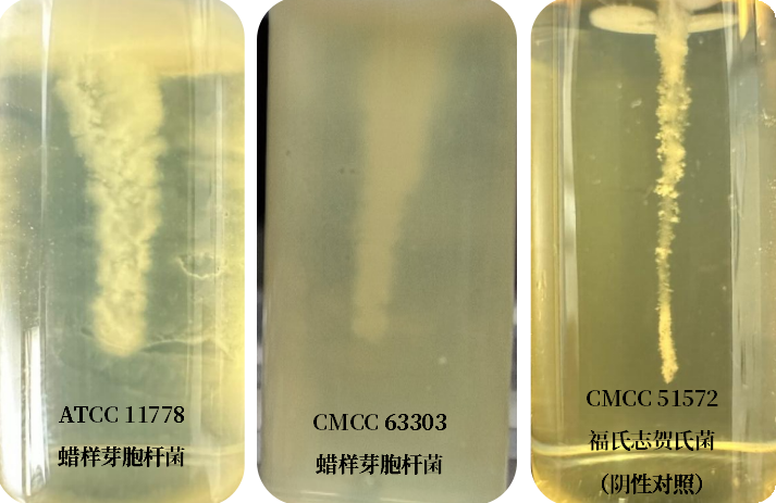 誰是芽胞桿菌中的“運動健將”? 誰是芽胞桿菌中的“運動健將”?