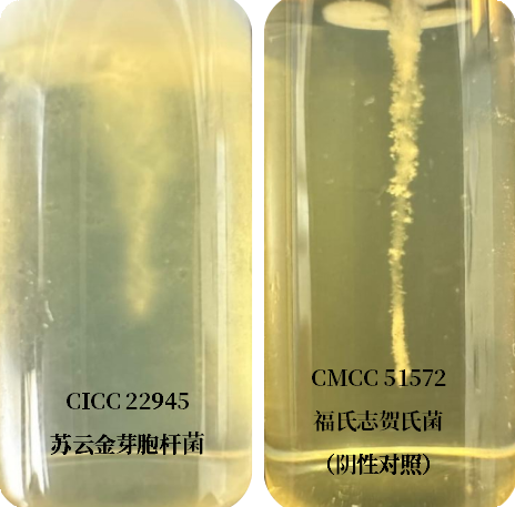 誰是芽胞桿菌中的“運動健將”? 誰是芽胞桿菌中的“運動健將”?